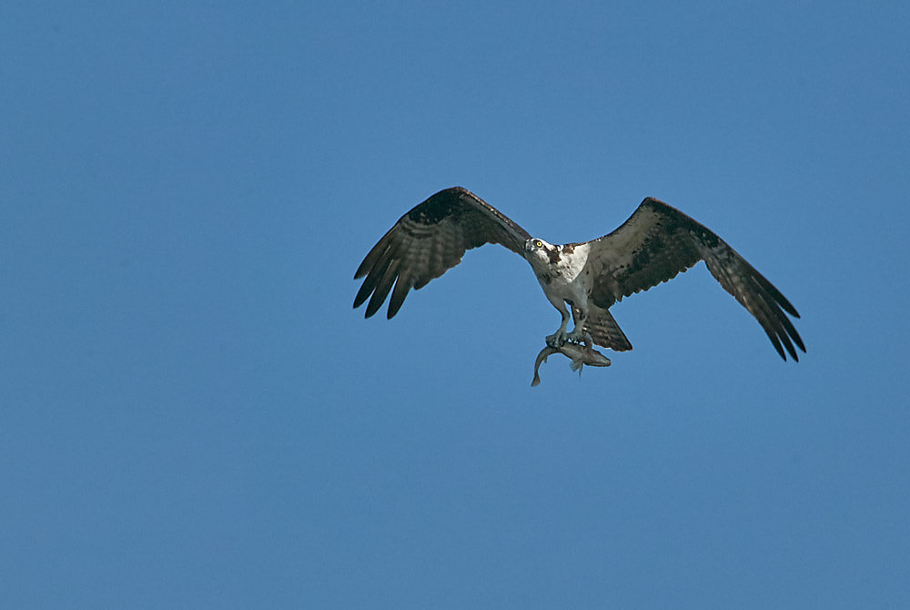 Osprey with Catch